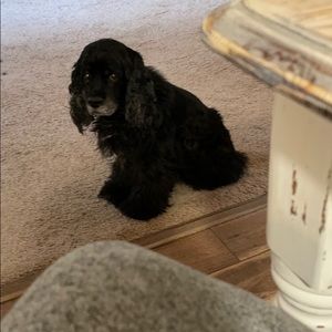 Meet your Posher, Ashley